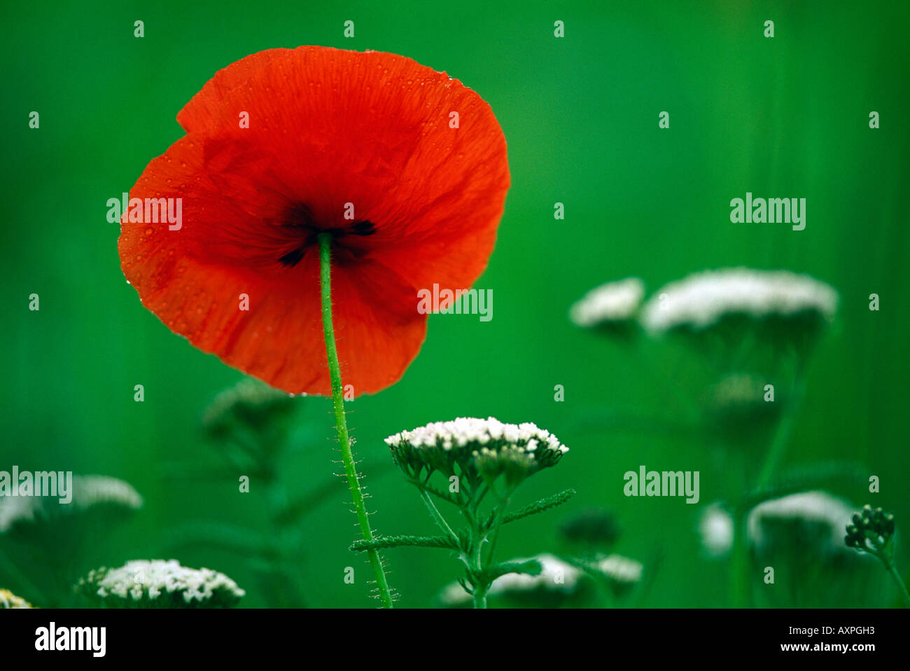 Red poppy seen from the back Stock Photo