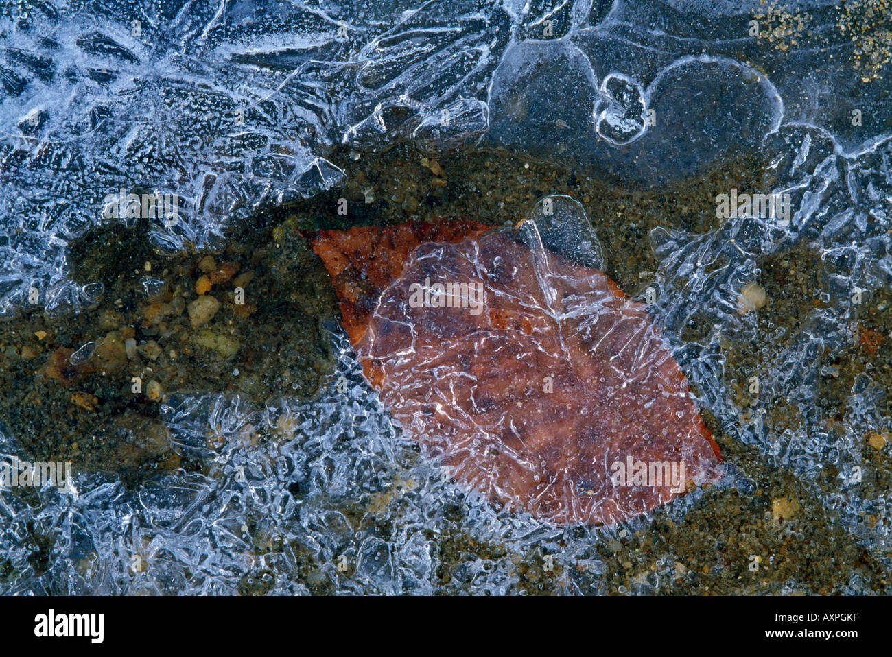Close up selection frozen hi-res stock photography and images - Alamy