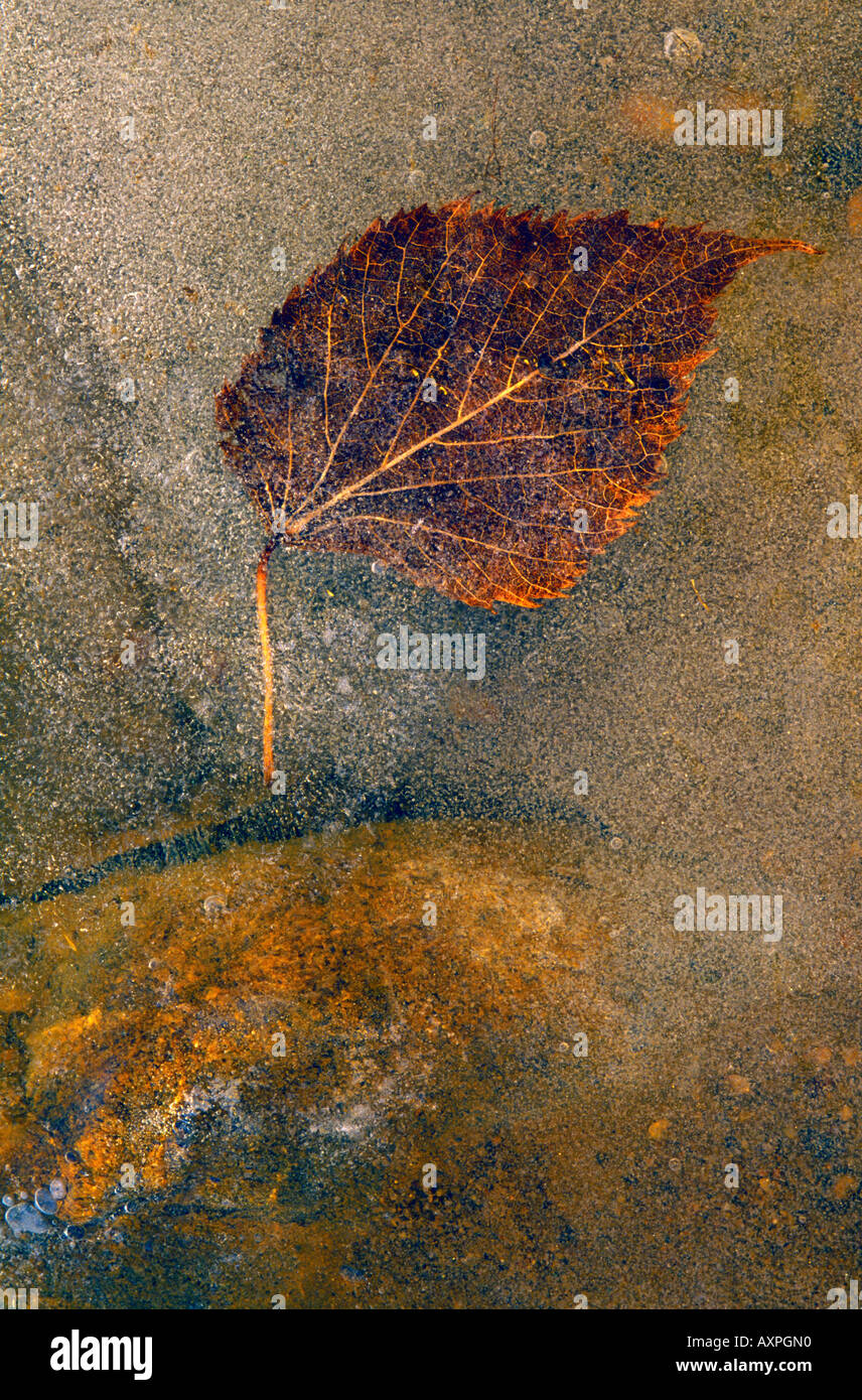 Close up selection frozen hi-res stock photography and images - Alamy