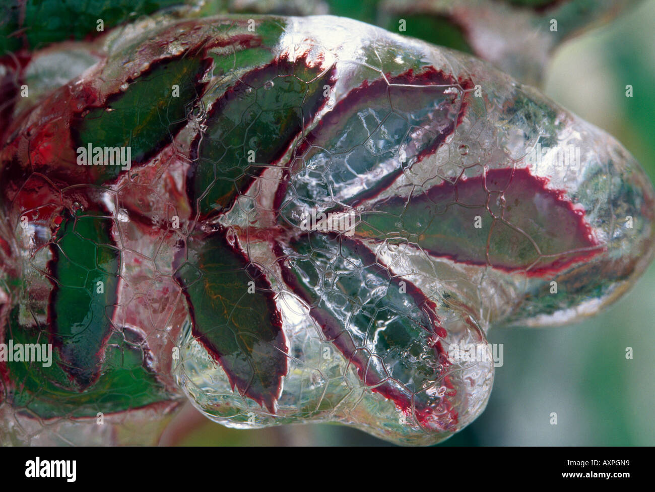 Close up selection frozen hi-res stock photography and images - Alamy