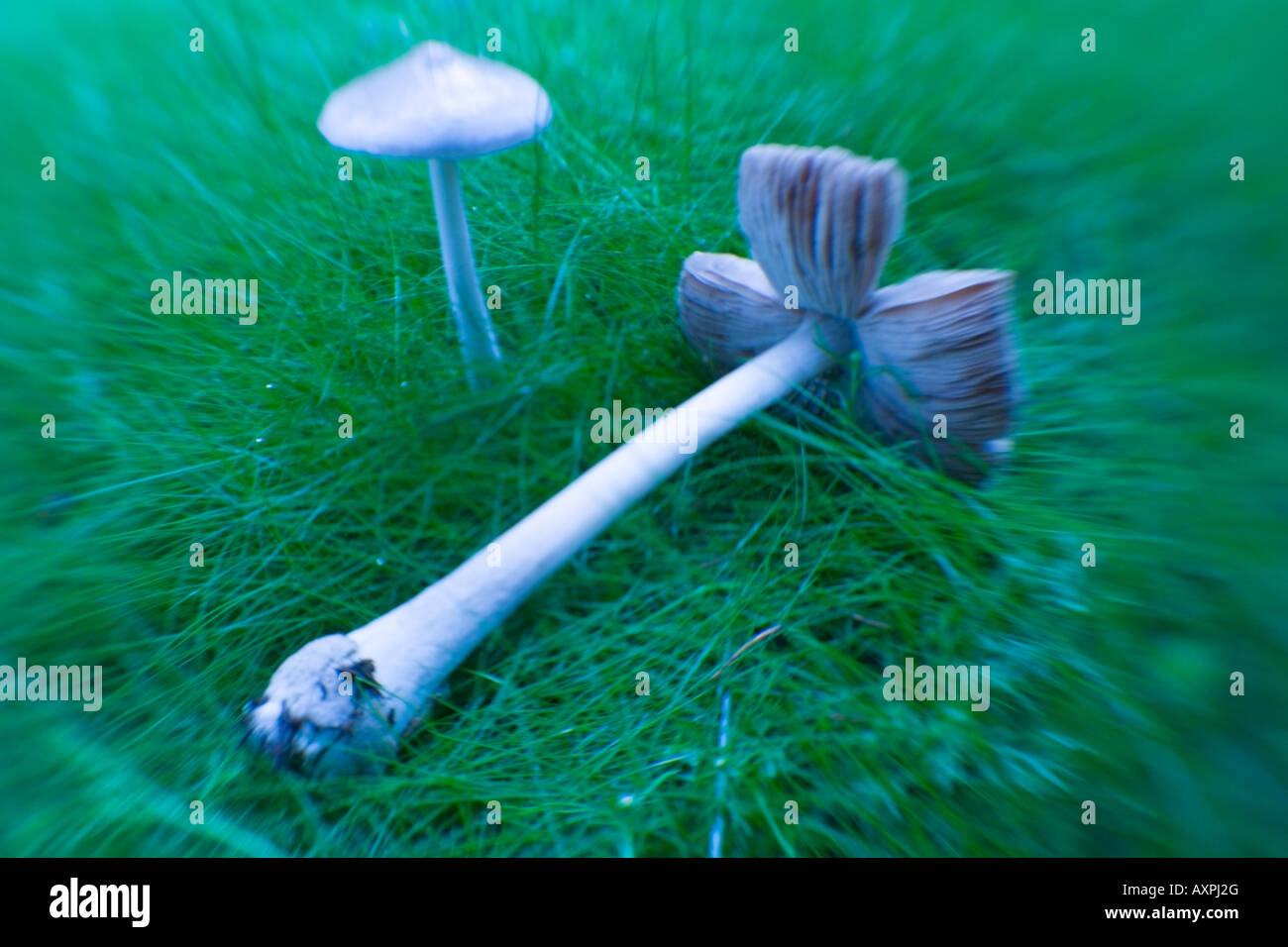 Close up of an expired mushroom laying on the ground United States Stock Photo Alamy