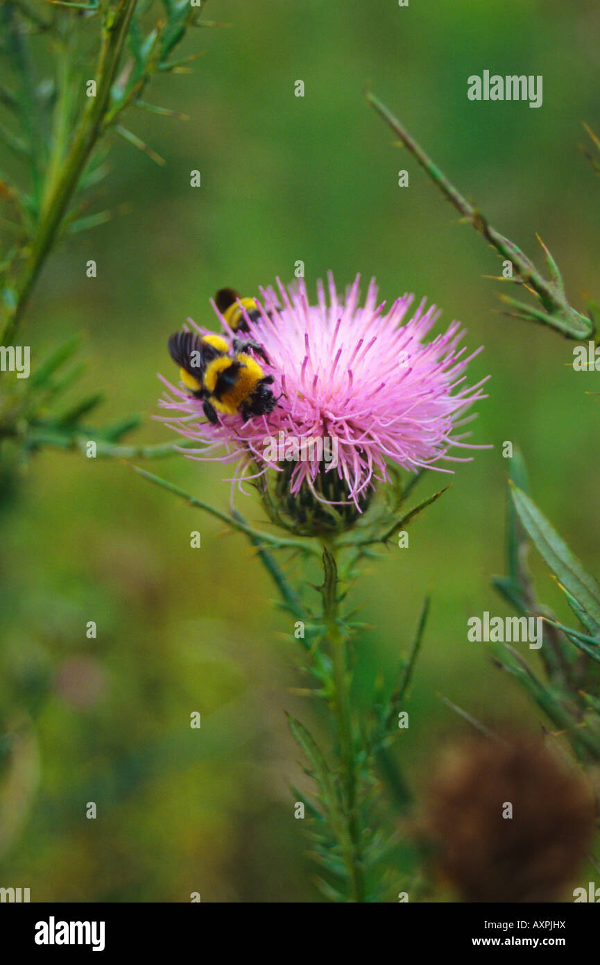 Vertical Insects bee flower insect insects vertical wild wilderness nature natural clean ...