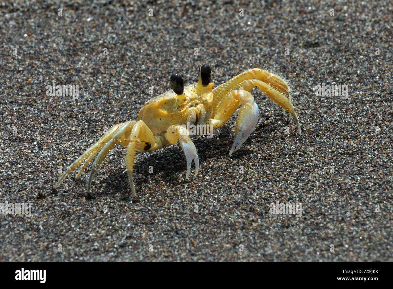 crab sand crustacea granchio crostacei Tortughero Costarica mar dei Caraibi Stock Photo
