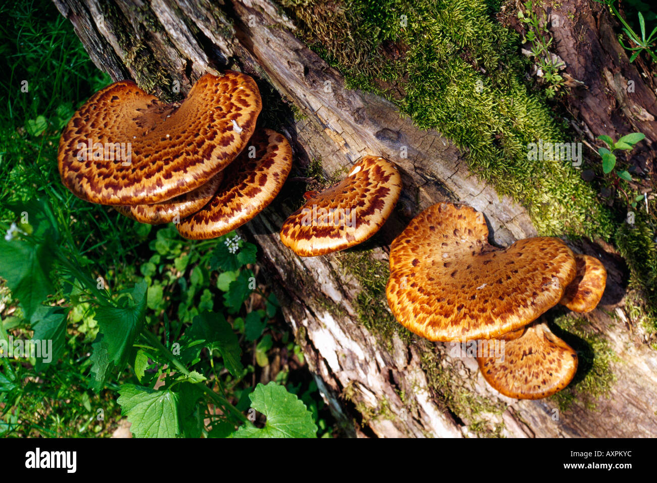 Dryad s saddle fungi on log Stock Photo