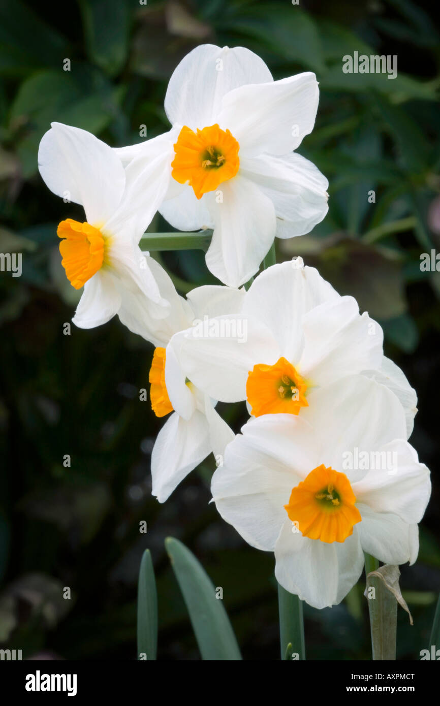 Vashon WA Daffodil Geranium blossom detail Stock Photo