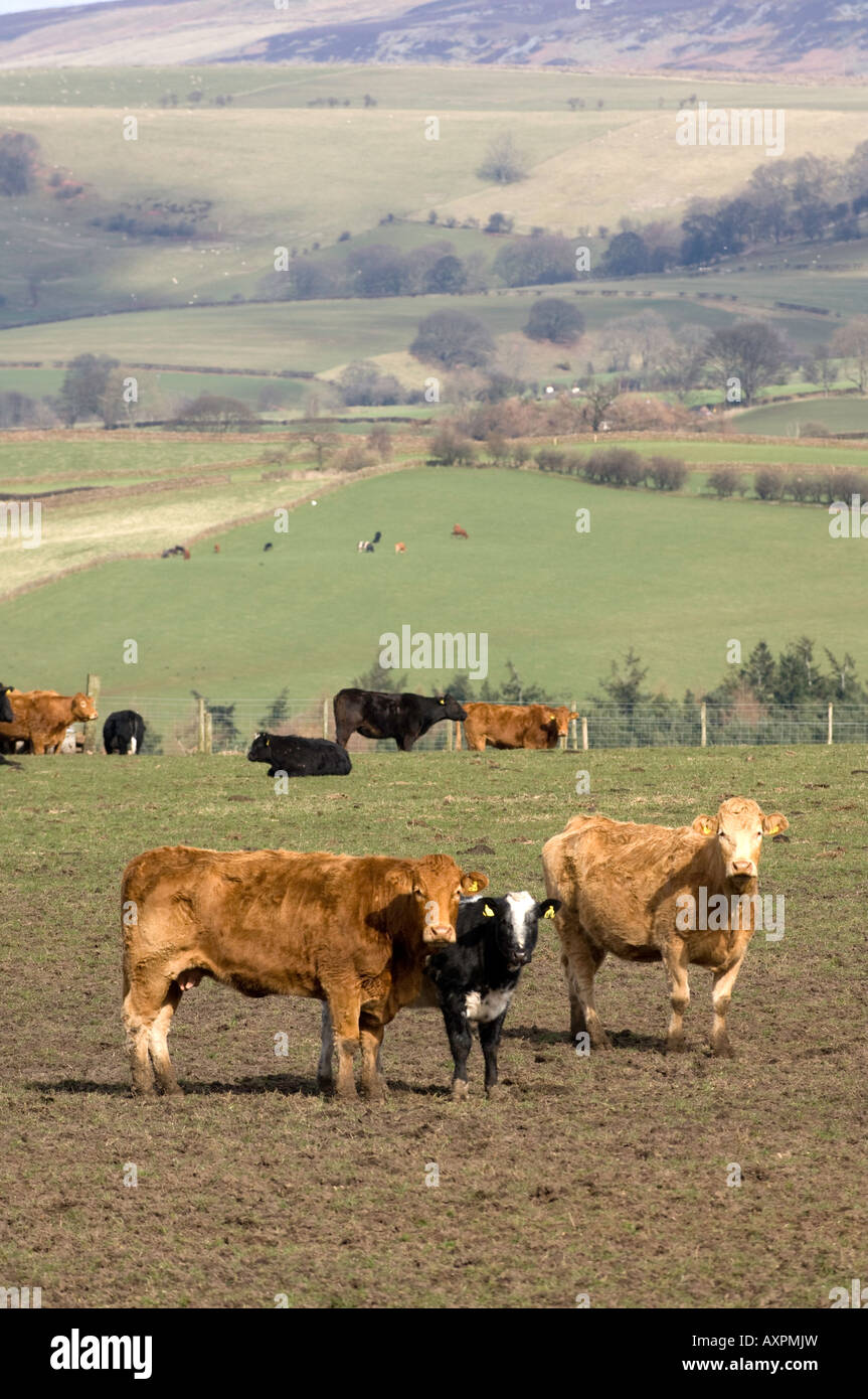 Outwintered hires stock photography and images Alamy