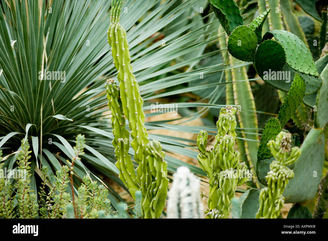 Succulents Stock Photo