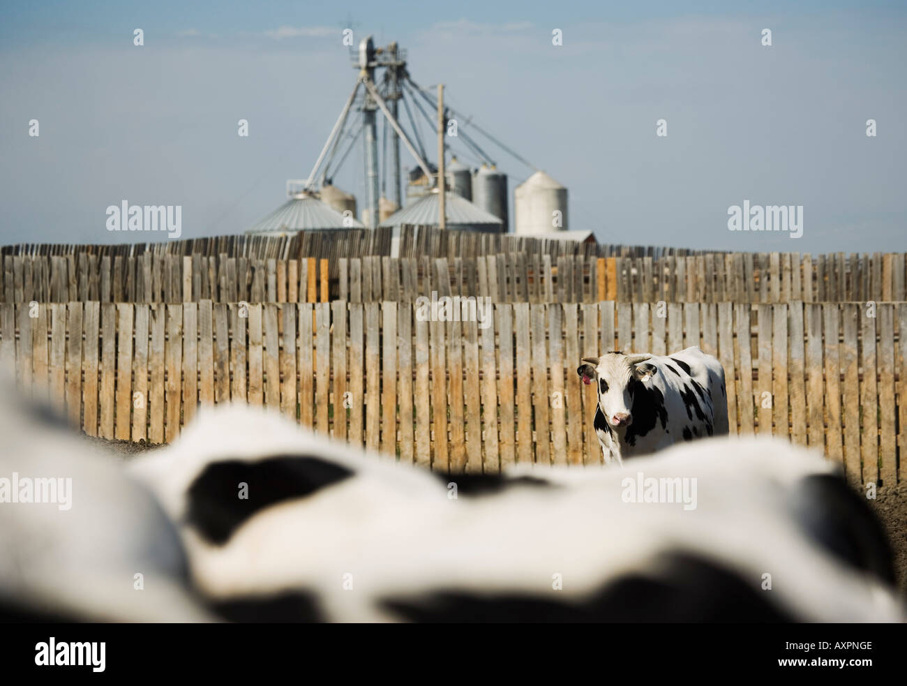 Domestic cattle dairy heifers hi-res stock photography and images - Alamy