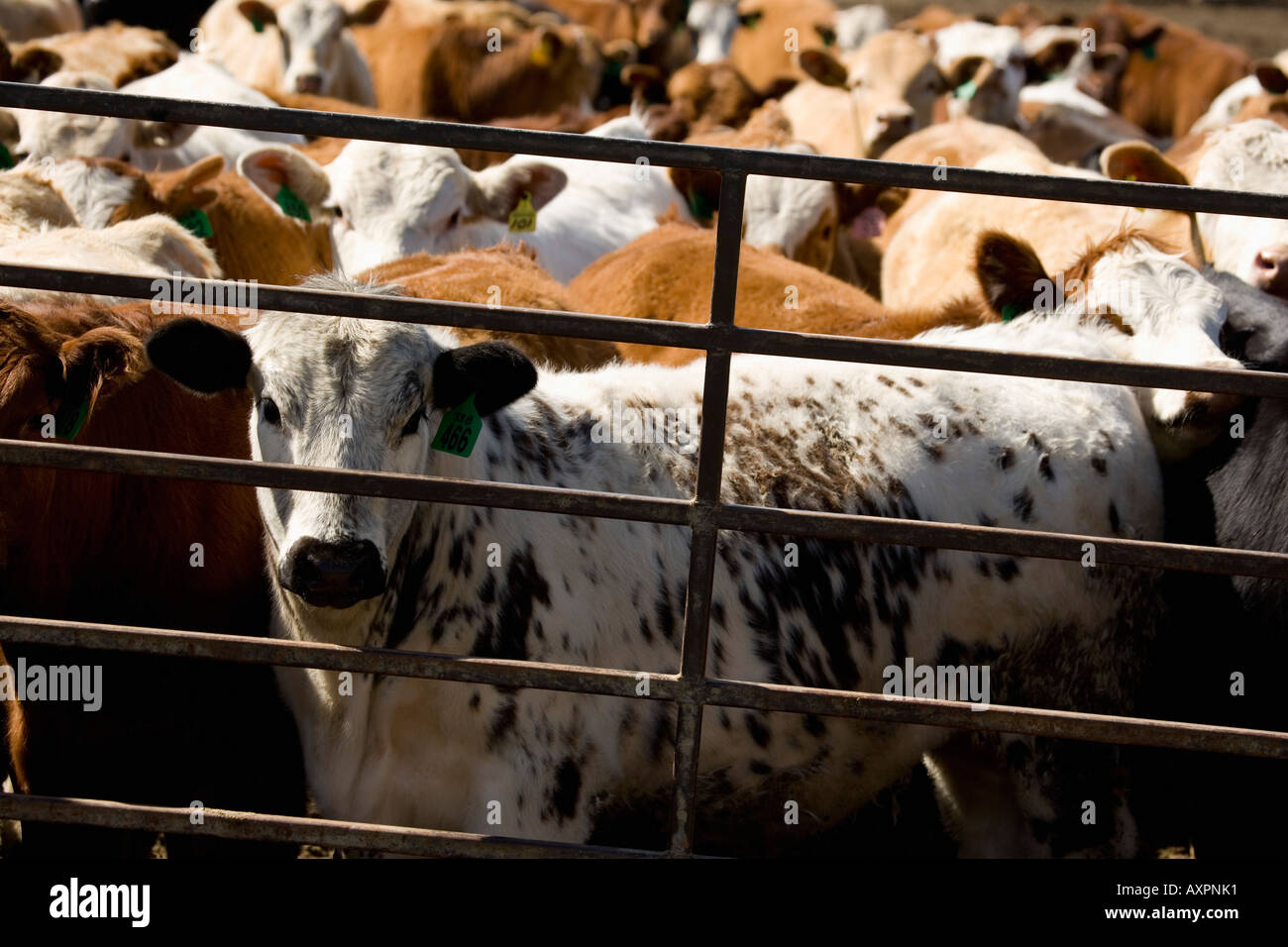 Cattle in a crowded pen Stock Photo Alamy