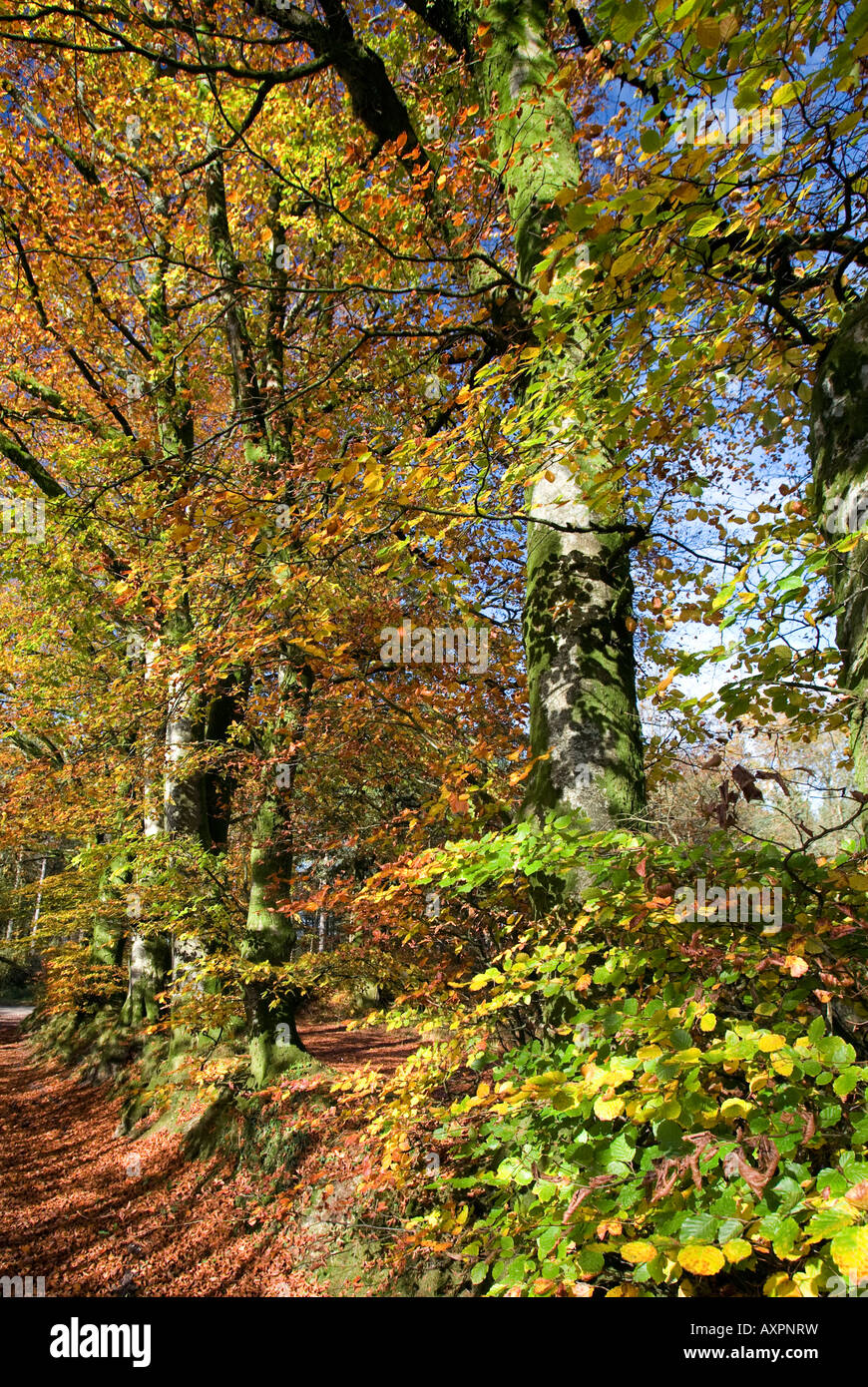 An English woodland showing the colours of autumn Stock Photo