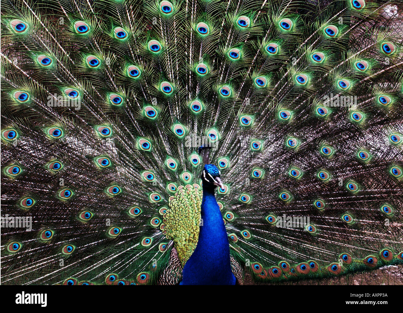 Nature Bird Peacock displaying Stock Photo