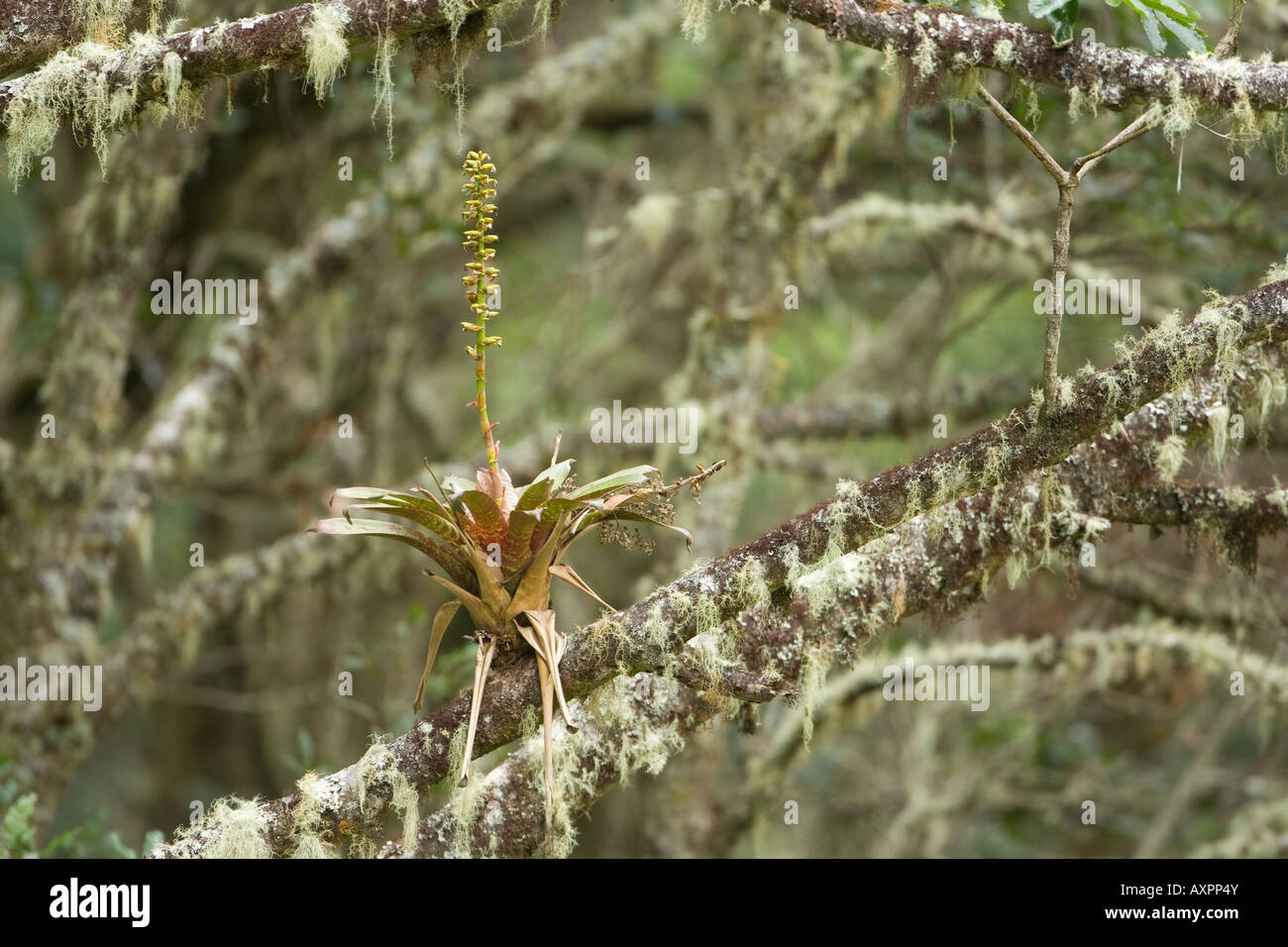 Bromeliad in tree Stock Photo