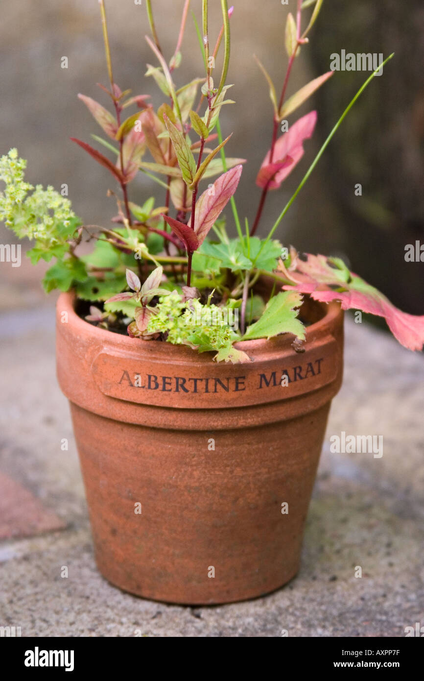 Plant and pot bearing the incription 'Albertine Marat'. Ian Hamilton Finlay's Garden, Little Sparta. Stock Photo