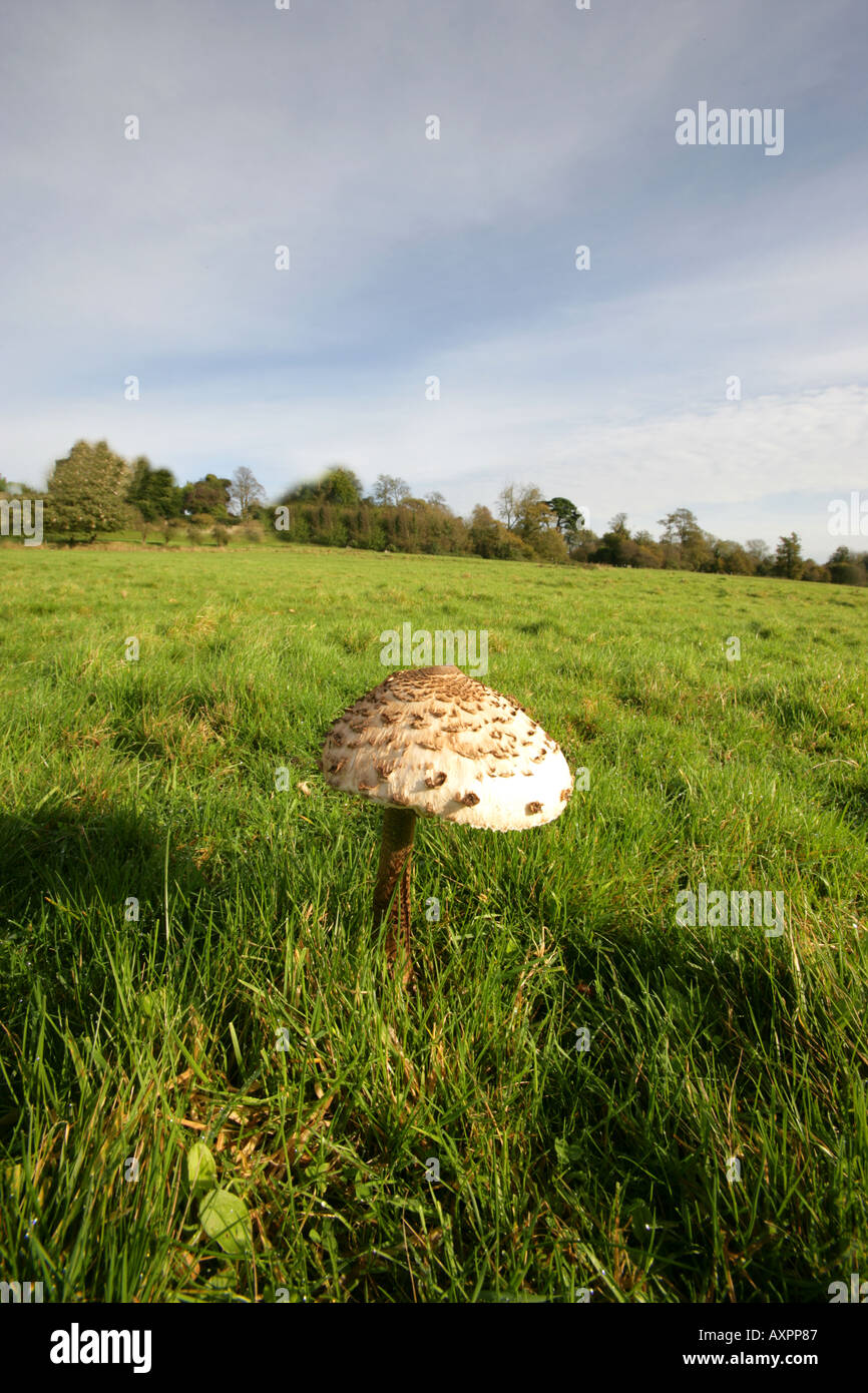 Mushroom in Field Stock Photo - Alamy
