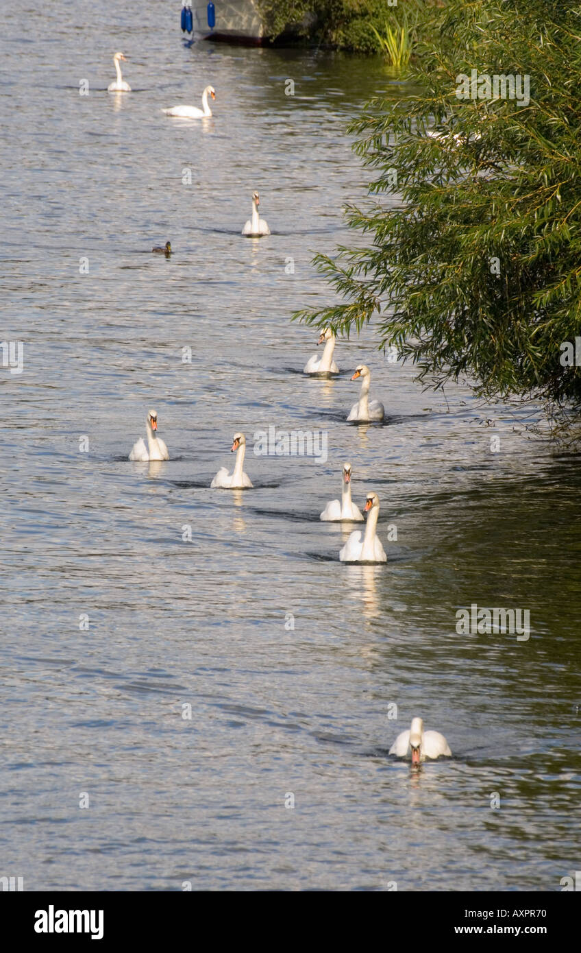 line of swans travelling along river thames bank Stock Photo