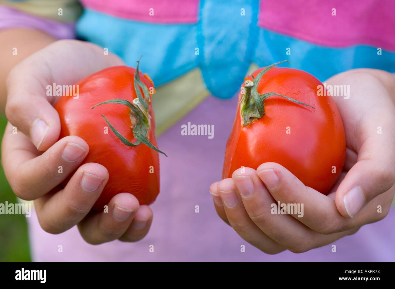 hands holding two halves of tomato Stock Photo