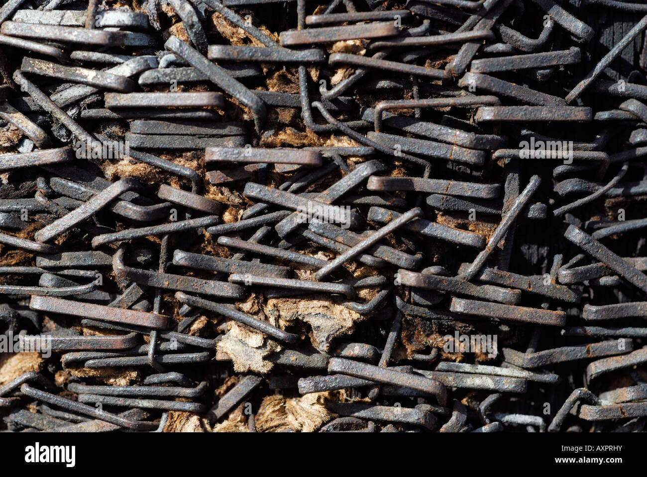 "rusty staples in telephone pole Stock Photo Alamy