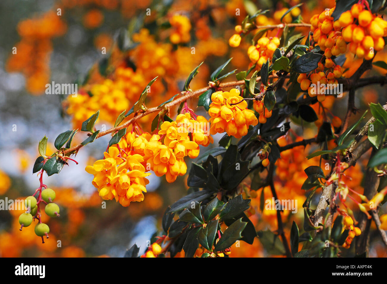 Berberis darwinii (Darwin's berberry Stock Photo Alamy