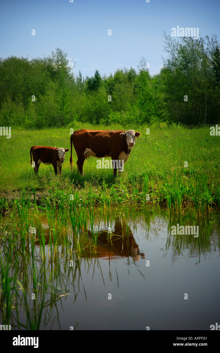 Cow and calf Stock Photo - Alamy