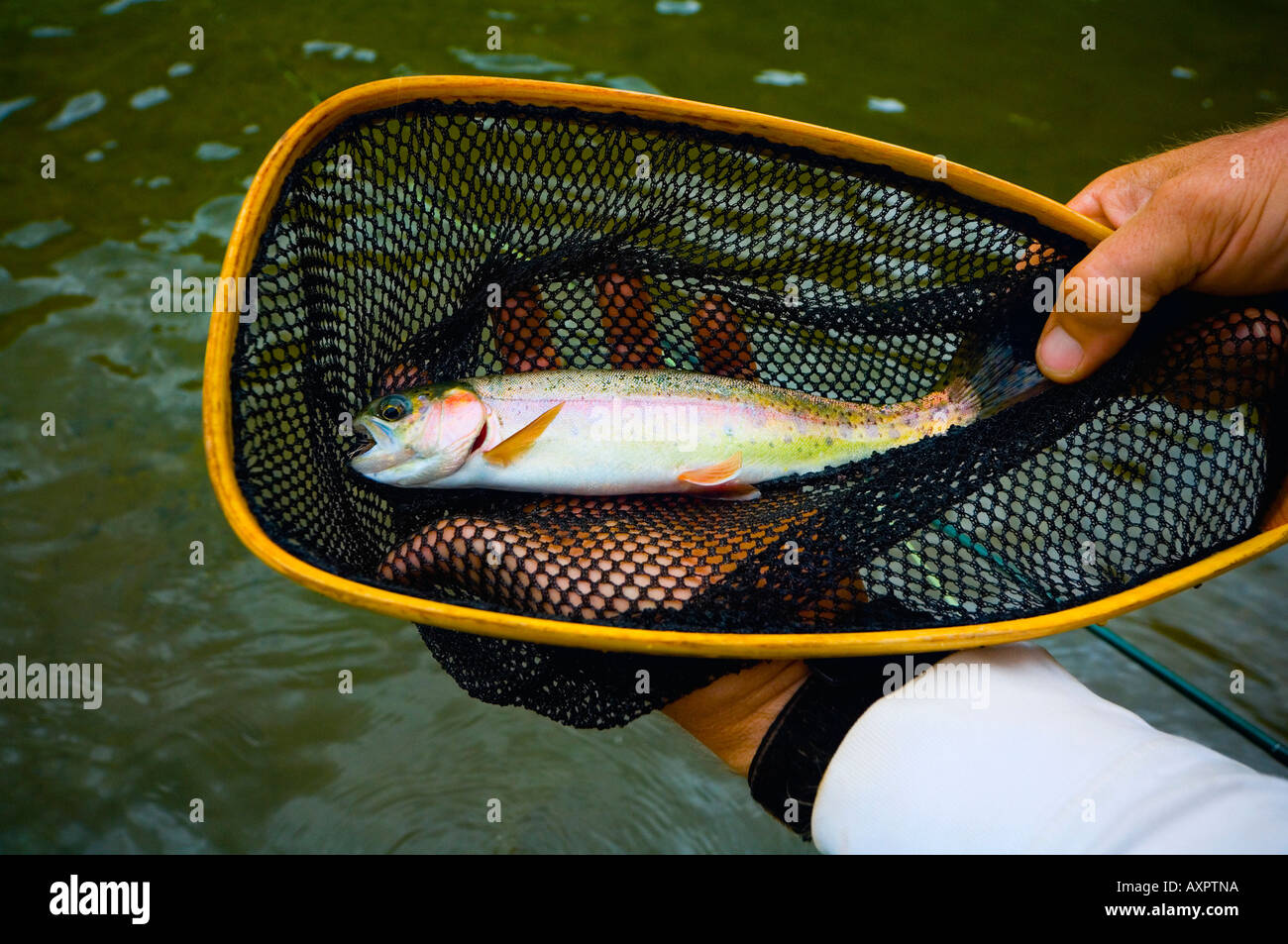 Rainbow trout caught in net Stock Photo