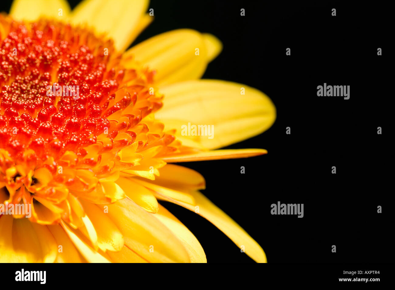 Yellow flower close hi-res stock photography and images - Alamy