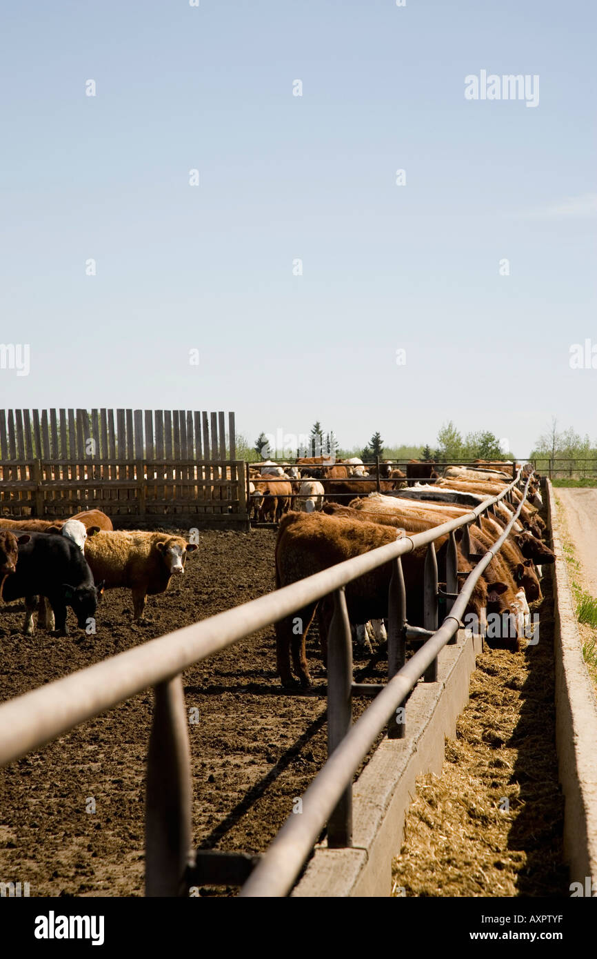 Cows eating Stock Photo