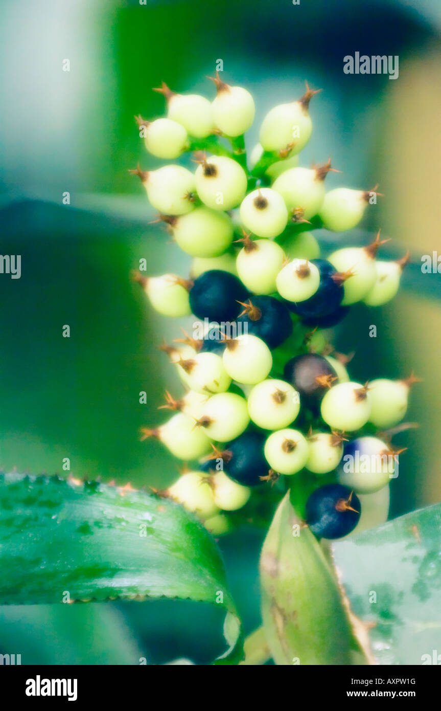 Androlepis skinneri hires stock photography and images Alamy