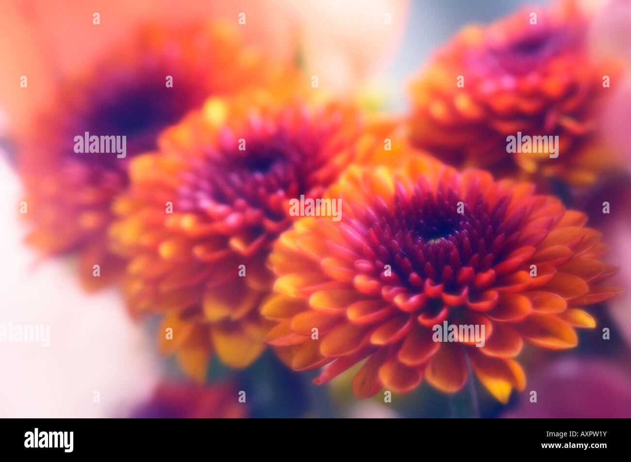 Burnt orange chrysanthemum hi-res stock photography and images - Alamy