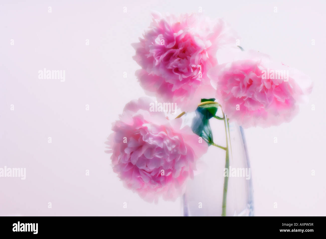 Three Pink Peony Flowers in a Glass Vase Stock Photo - Alamy