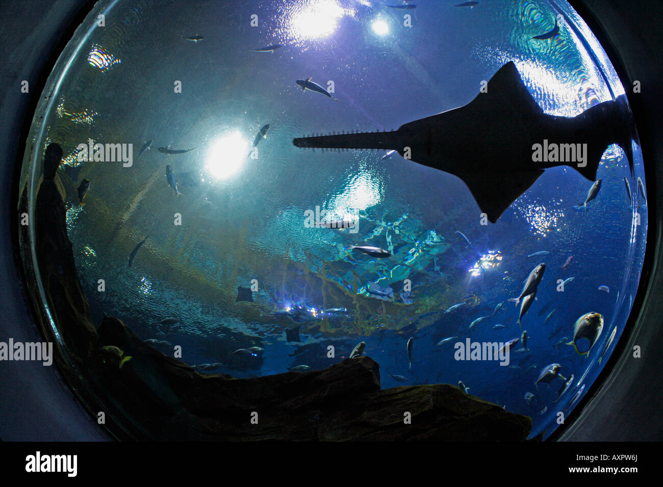 Largetooth sawfish in the Ocean Voyager exhibit in the Georgia Aquarium Stock Photo