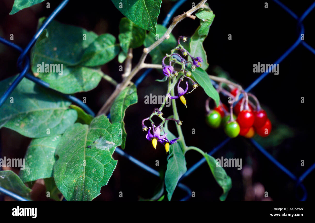 Belladonna Deadly Nightshade Stock Photo