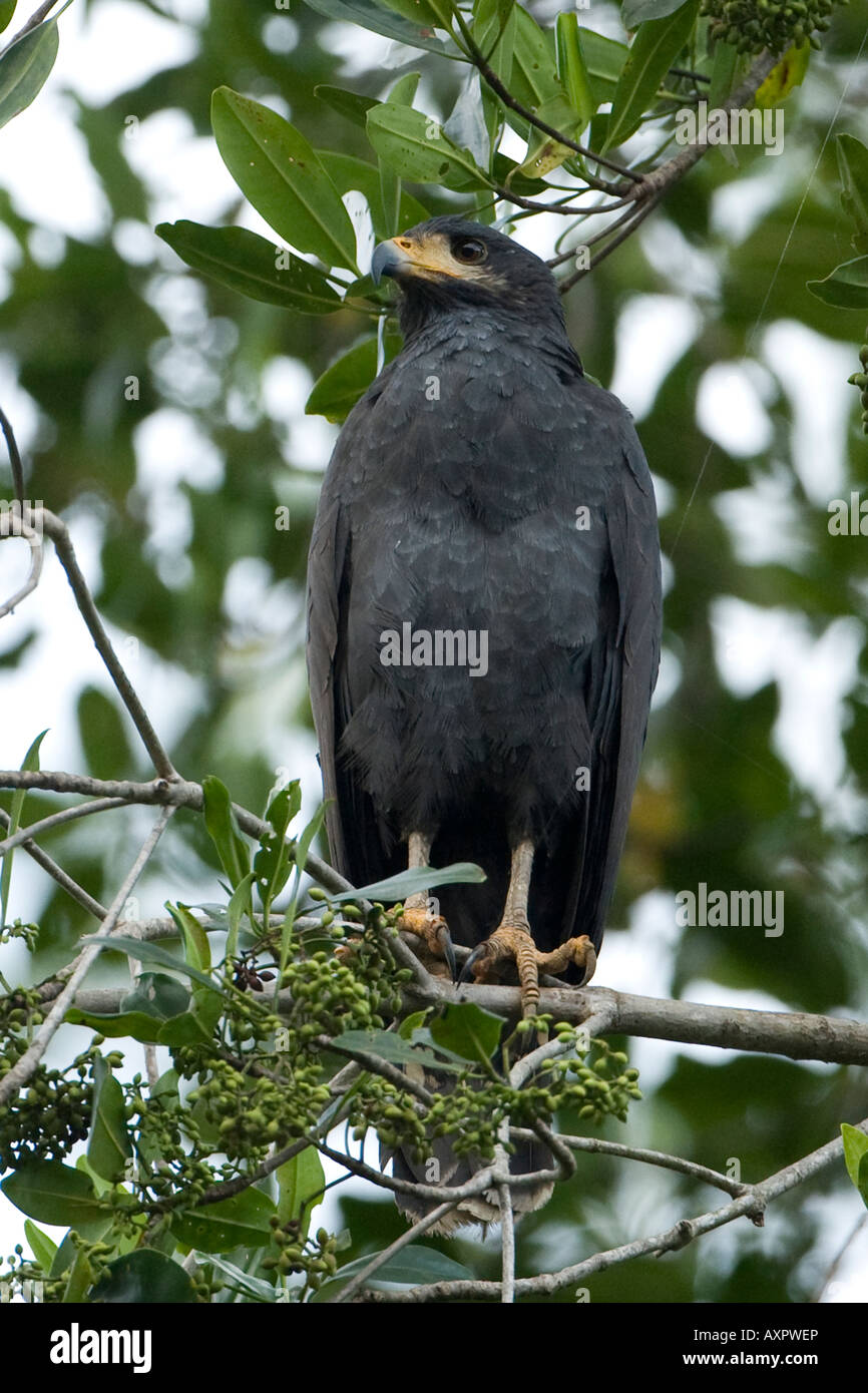 Mangrove Black Hawk Buteogallus subtilis Stock Photo