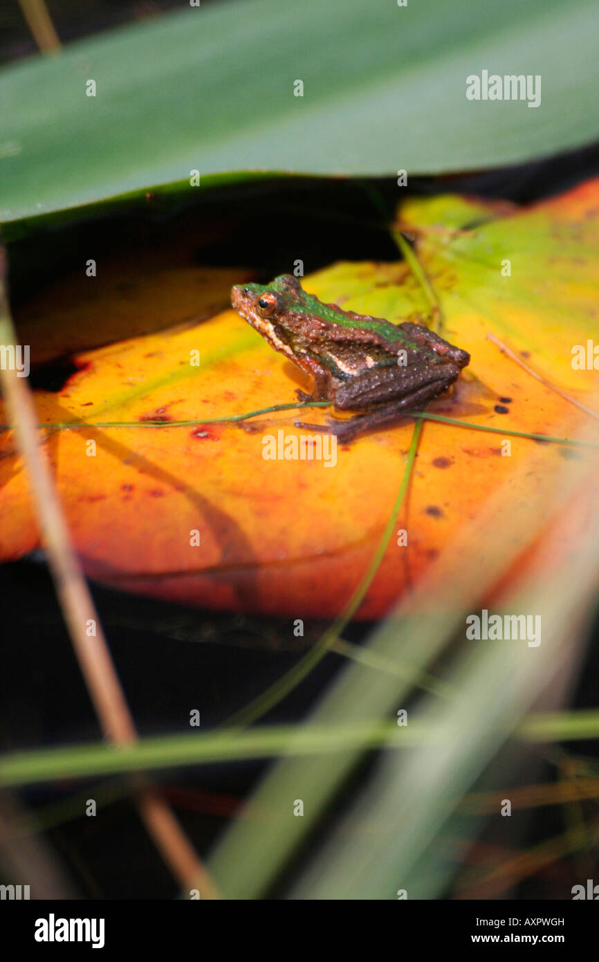 Cricket frog in the Okefenokee Swamp Georgia Stock Photo