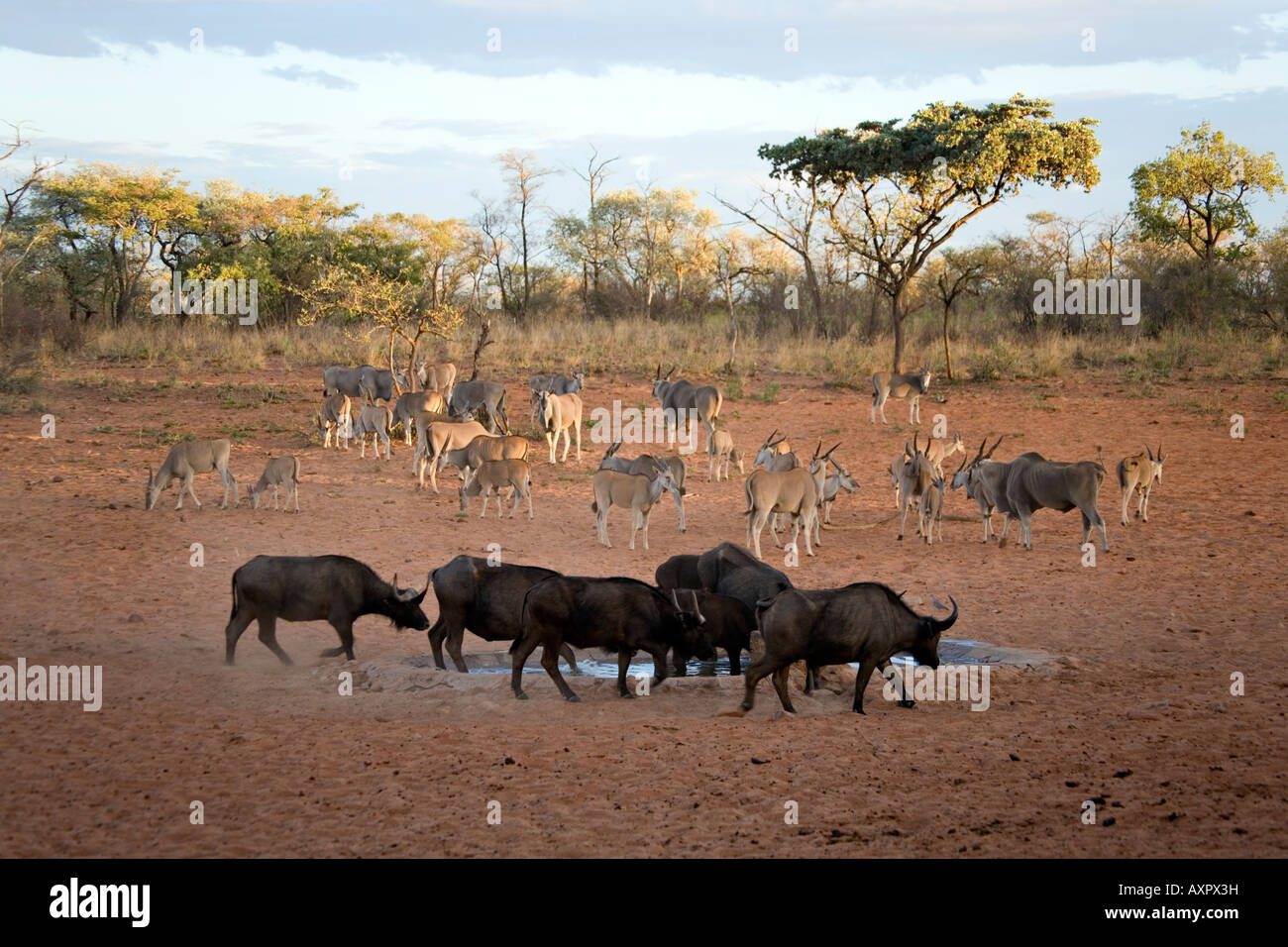 Water buffalo herd hi-res stock photography and images - Alamy