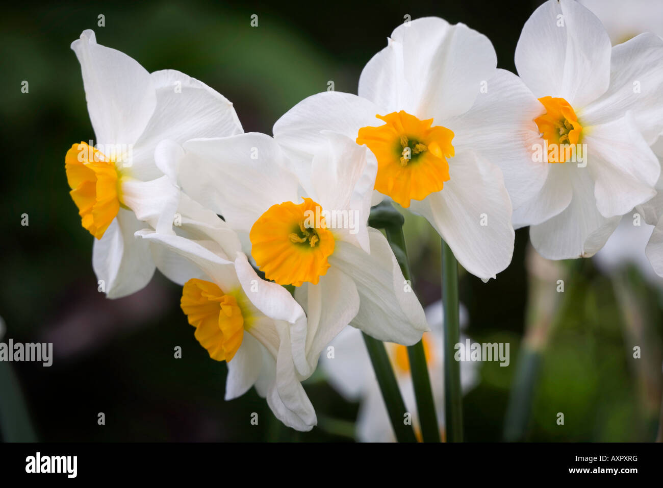 Vashon WA Daffodil Geranium blossom detail Stock Photo