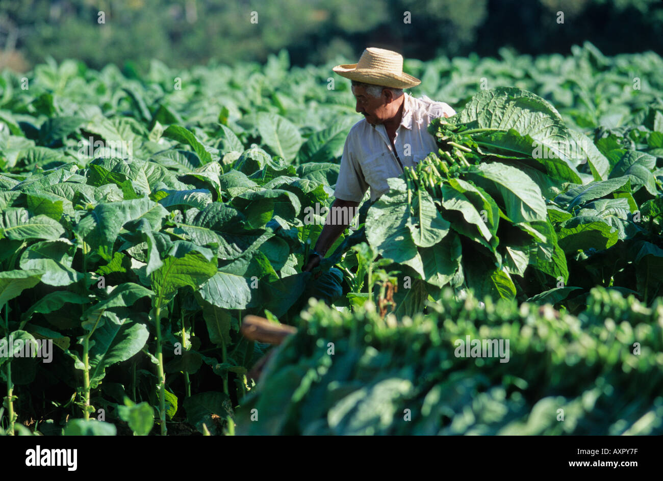 Tobacco plantation. Pinar del Rio. Cuba Stock Photo