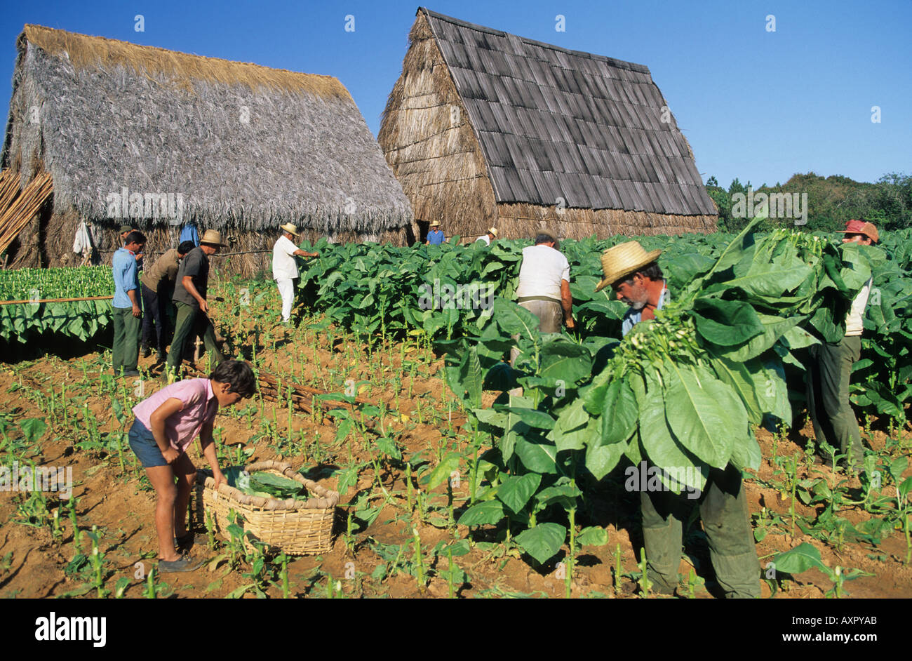 Tobacco plantation. Pinar del Rio Cuba Stock Photo