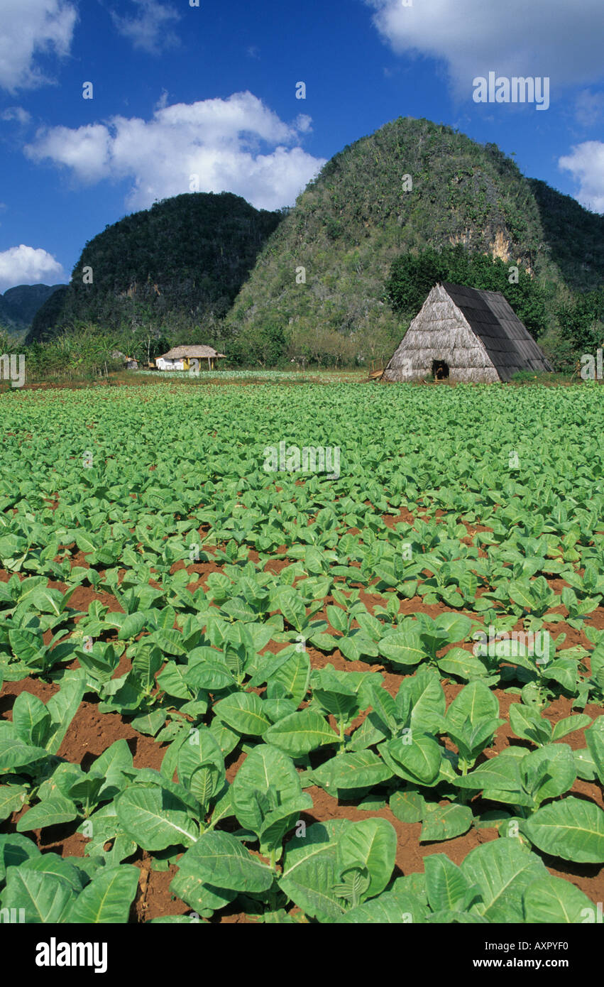 Tobacco plantation in Pinar del Rio Stock Photo