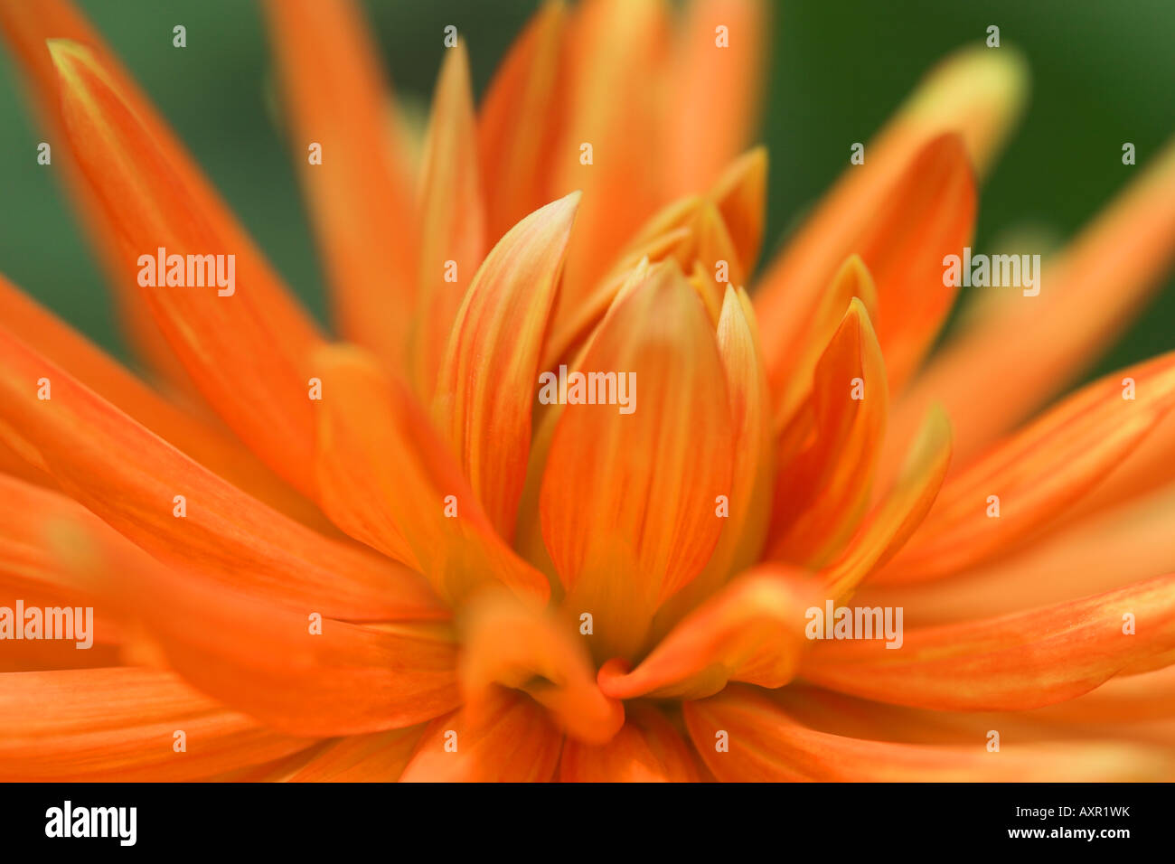 Beautiful bright Orange Dahlia flower close up Stock Photo
