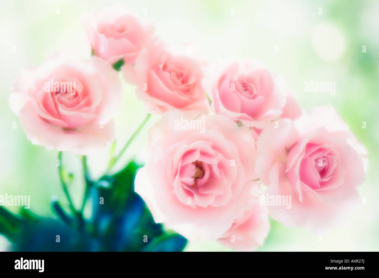 Pink Rose Flower Bouquet Stock Photo Alamy Pink Rose Flower Bouquet Stock Photo Alamy