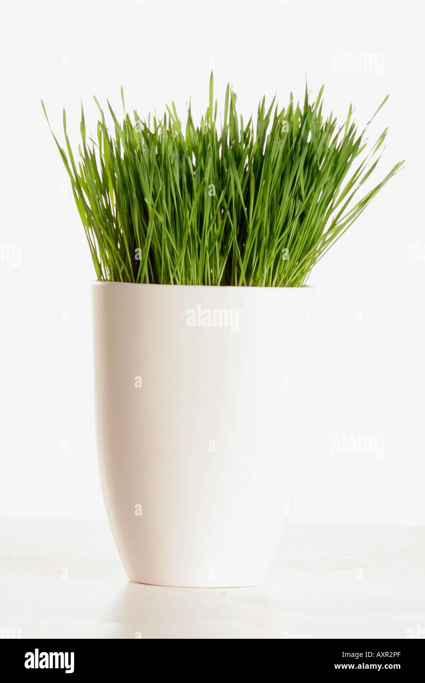 Grasses in vases hires stock photography and images Alamy