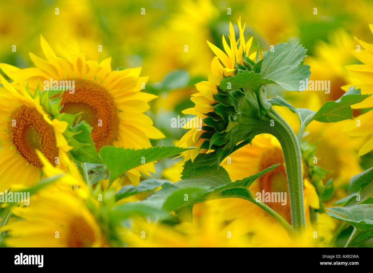 Group of sunflowers Stock Photo Alamy