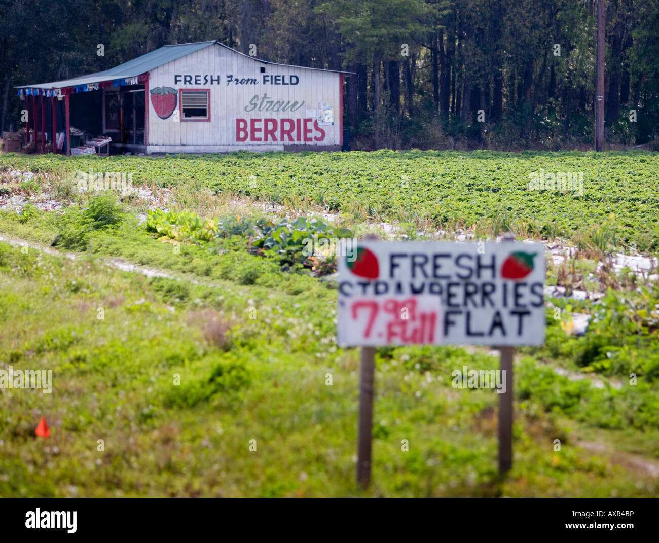 Roadside stand selling strawberries Stock Photo