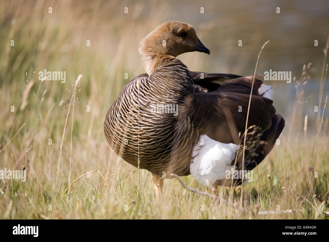 Magellangans Stock Photo