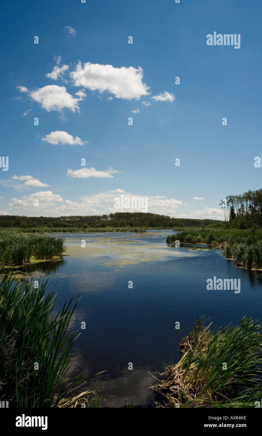 Greenwood lagoon hi-res stock photography and images - Alamy