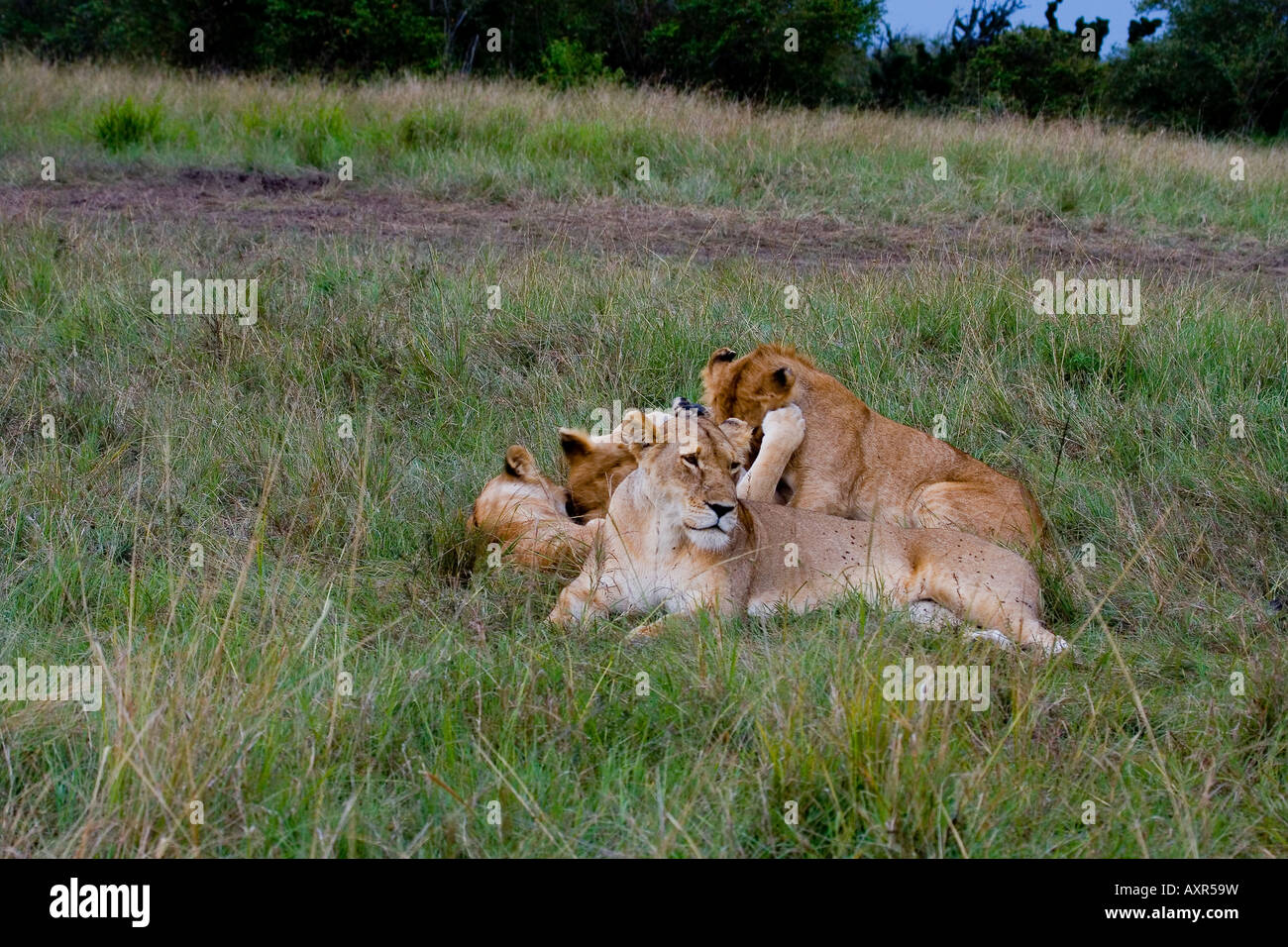 LION PANTHERA LEO Stock Photo - Alamy