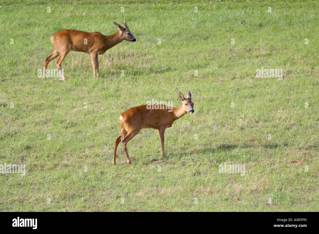 Roe deer female uk pair hi-res stock photography and images - Alamy