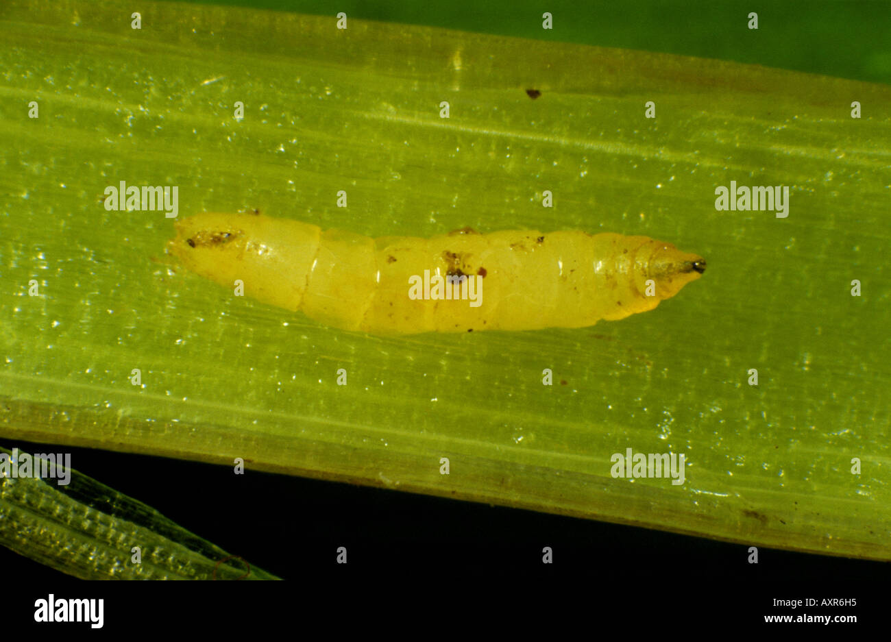 Frit fly Oscinella frit larva in a ryegrass Lolium sp stem Stock Photo