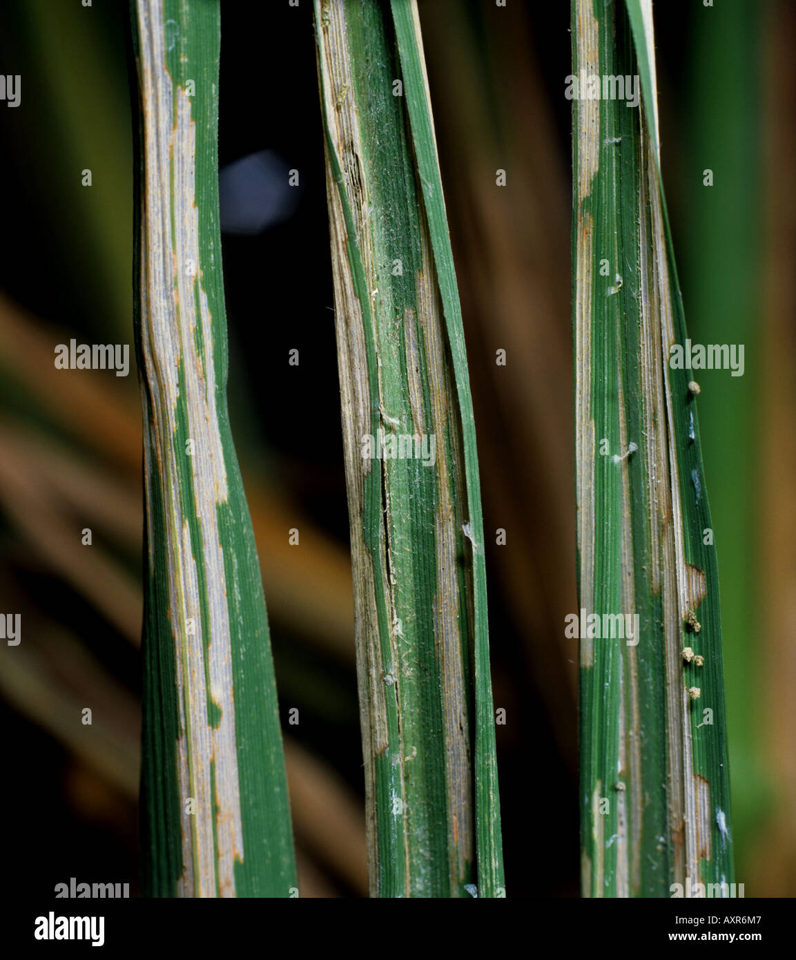 Leaf damage to rice caused by rice caseworm Nymphula depunctalis Stock Photo