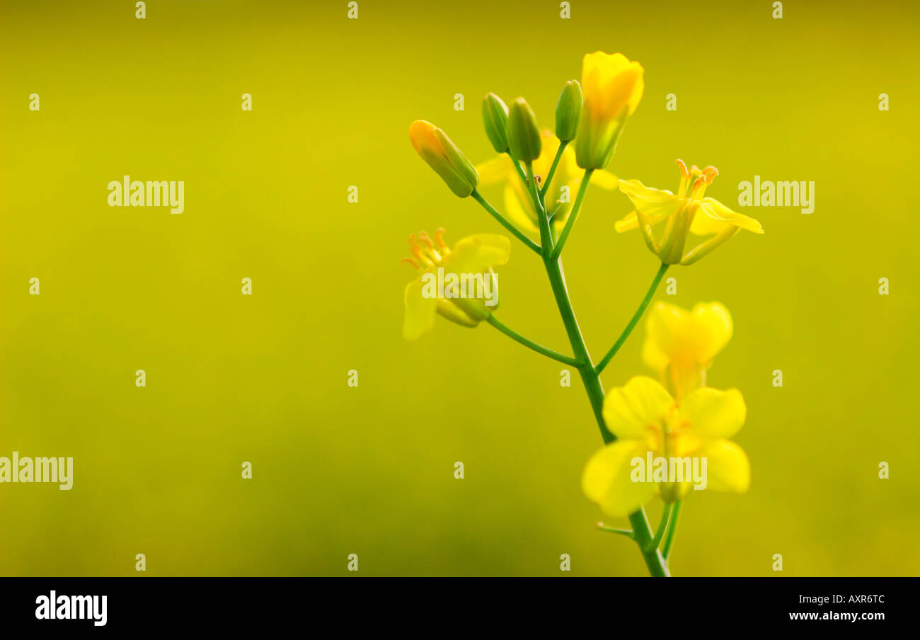 Canola flower Stock Photo